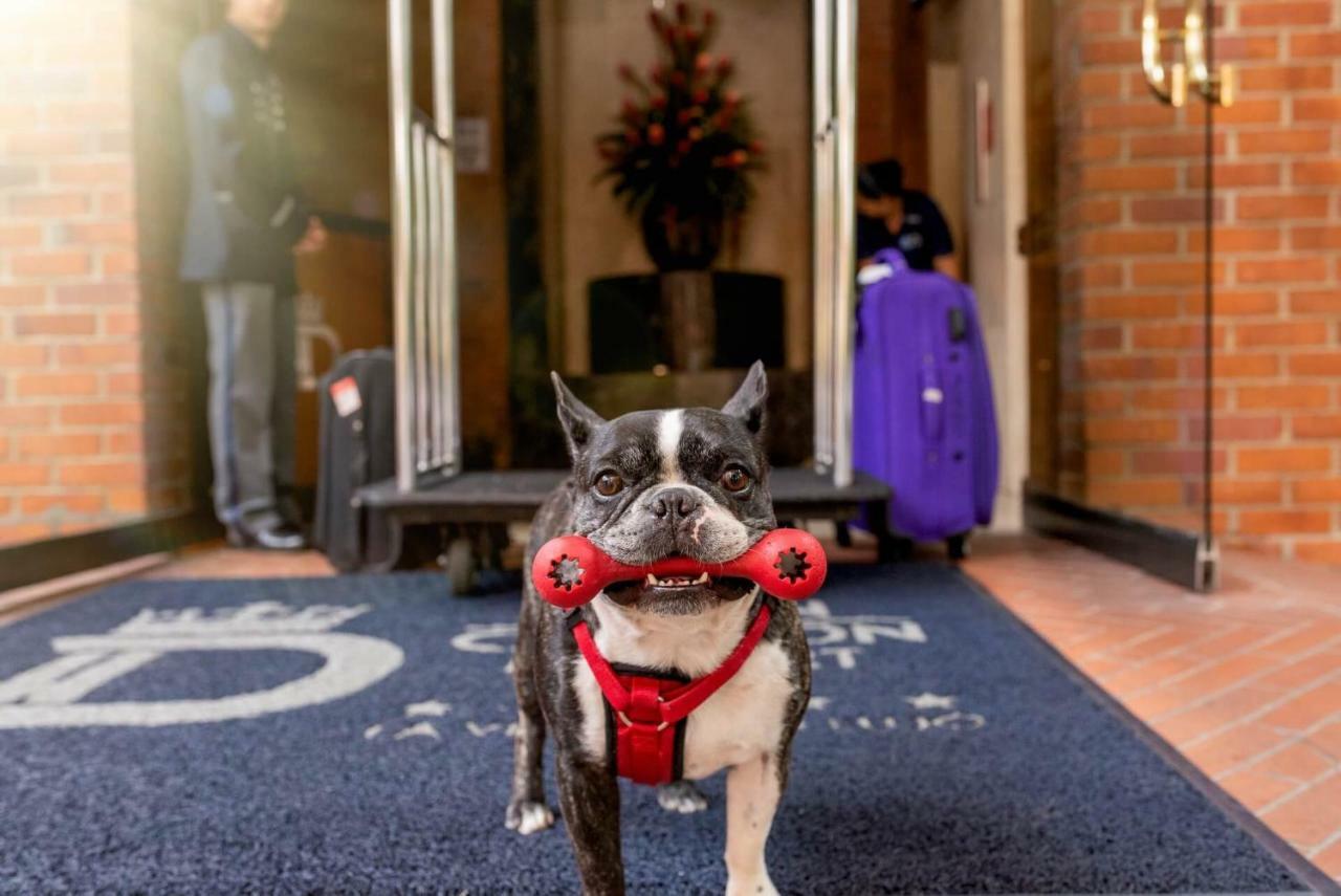 Hotel Dann Carlton Belfort Medellín Kültér fotó Boston Terrier at the entrance of the hotel
